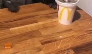 Paille du McDo : ce chien devient fou devant cet objet !