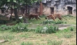 Un oiseau tient tête à 3 tigres... Courageux!