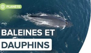 1.500 dauphins jouent avec un bébé baleine à bosse