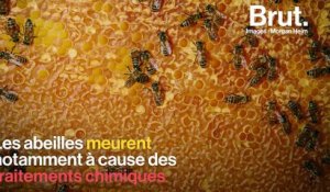 À Paris, les apiculteurs se mobilisent pour sauver leurs abeilles