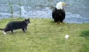 Ce chat a trouver un gros oiseau à chasser... Trop gros pour lui