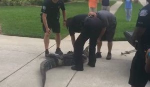 Un alligator met KO un trappeur (Floride)