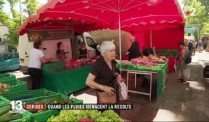 Hérault : la production de cerises perturbée par les orages