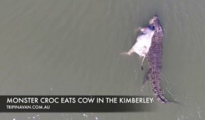 Ce crocodile monstrueux embarque une vache entière à l'eau