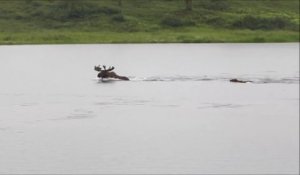 Quand un ours prend en chasse un élan et le poursuit jusque dans la rivière en alaska