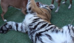 Ce tigre se prend pour un petit chien... et joue comme un fou