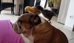 Ce chien laisse ces poussins lui picorer le dos...