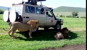 Un touriste idiot veut caresser un lion pendant un safari