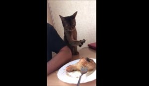 La vidéo ultra-mignonne du jour d'un chat qui veut du poulet