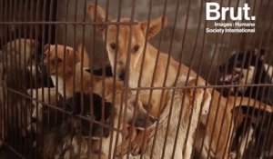 Chine : le festival de la viande de chien de Yulin