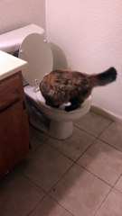 Un Chat Fait Pipi Dans Les Toilettes D Une Maison Sur Orange Videos