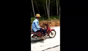 Insolite : il laisse un singe conduire sa moto
