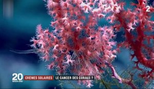 Crèmes solaires : le cancer des coraux ?