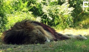 L'heure de la sieste dans un Safari park... Lions, tigres, rhinocéros, tout le monde dort
