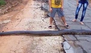 Il croise un énorme serpent de 6m au milieu de la route