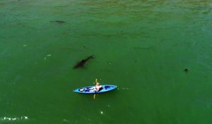 Ce kayakiste est suivi par un grand requin blanc à Monterey Bay