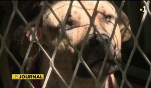 Rafle des chiens à Papeete, la mairie jugée coupable