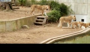 Une lionne pousse son petit à l'eau...