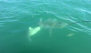 Un requin mange la queue d'un requin