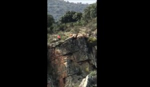 12 chiens et un cerf tombent d'une falaise lors d'une chasse à courre en Espagne