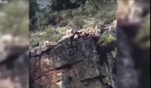 Ces chiens de chasse tombe d'une falaise en duel avec un Cerf !