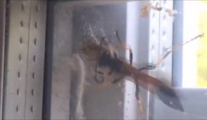 Une guêpe géante vient dévorer une araignée... Combat d'insectes terrifiants