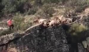 12 chiens et un cerf tombent d'une falaise pendant une chasse à courre