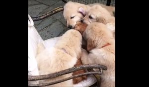 La vidéo de ce chat criblé de bisous par une meute de golden retriever fait des millions de vues