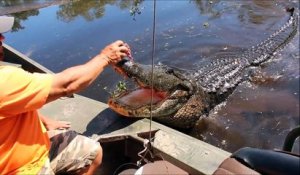 Il nourrit un énorme alligator sauvage depuis son bateau