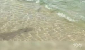 Cette otarie vient pecher son poisson au milieu des touristes en bord de plage