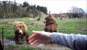 Ces ours font coucou aux visiteurs pour avoir à manger