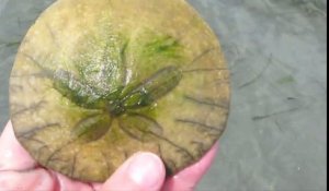 Elle trouve un animal mystérieux avec plein de petites pattes : Dollar de sable ou Sand Dollar