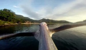 Ce pelican apprend à voler avec une GoPro fixée sur le bec