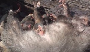 Ils sauvent 7 bébés opossum orphelins
