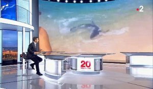 Morandini Zap: En corse, un requin bleu manque de s'échouer sur la plage - VIDEO