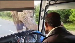 Cet éléphant a faim et se sert à l'intérieur d'un camion