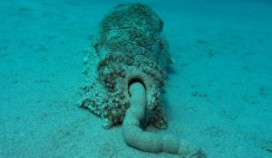 Un concombre de mer fait caca