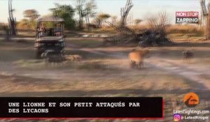 Une lionne et son petit attaqués par des lycaons lors d'un safari (vidéo)