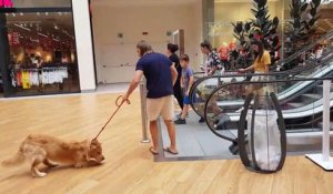 Adorable : son chien a peur de l'escalator et le prend dans ses bras