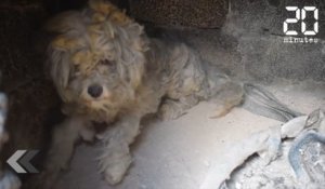 Ce chien a survécu à l'incendie d'Athènes - Le Rewind du Mardi 31 Juillet 2018