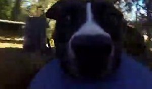 Un chien en mode GoPro !