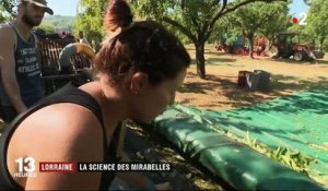 Lorraine : la science des mirabelles