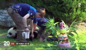 Zoo de Beauval : le petit panda fête son anniversaire