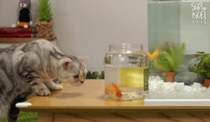 Installation d'un aquarium... devant des chats trop curieux !