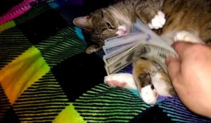 Ce chat ne veut pas lâcher ses billets de 100 dollars !