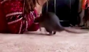 Ce rat adore jouer à cache-cache avec son maitre... Trop mignon