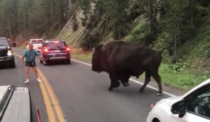 Un homme inconscient provoque un bison et se fait charger
