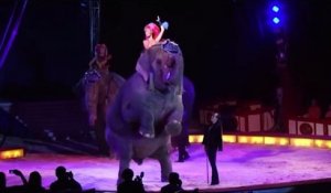 Un éléphant tombe sur des spectateurs au cirque
