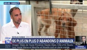 Abandons d'animaux: "Tous nos refuges sont saturés", déplore le directeur général adjoint de la SPA