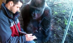 Ce gorille adore les iPads... Adorable